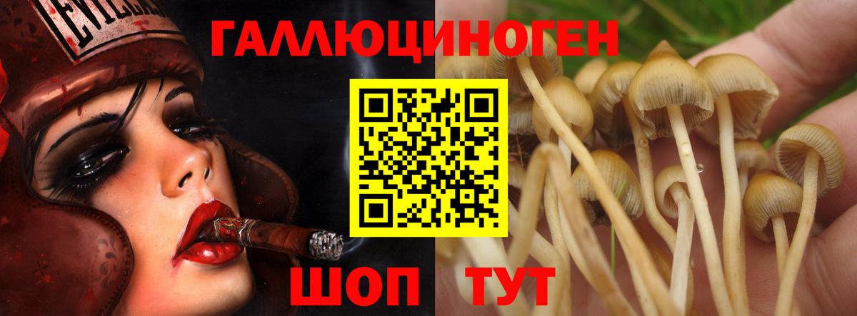 Псилоцибиновые грибы мицелий Краснодар